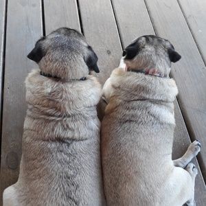 Meet your Posher, Barbara